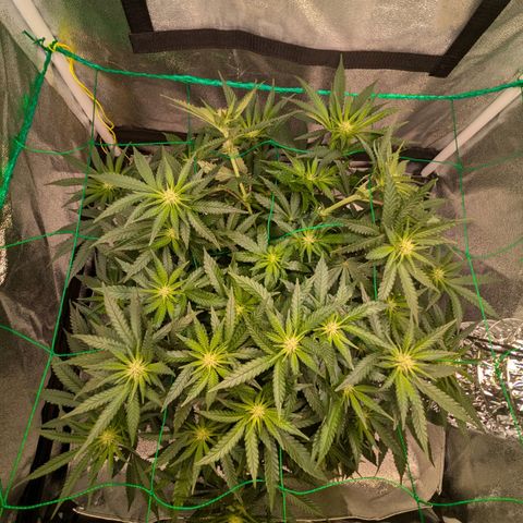 Lemon shining silver haze growlog timeline photo