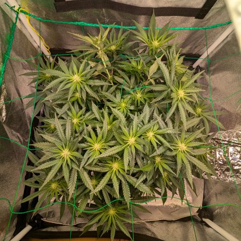 Lemon shining silver haze growlog timeline photo