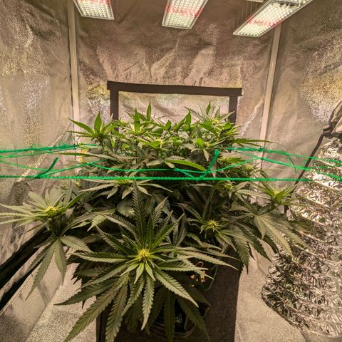 Lemon shining silver haze growlog timeline photo