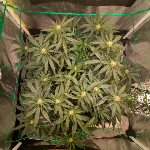 Lemon shining silver haze growlog timeline photo