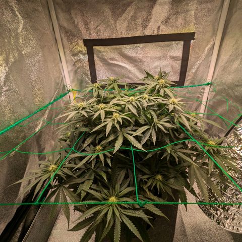 Lemon shining silver haze growlog timeline photo