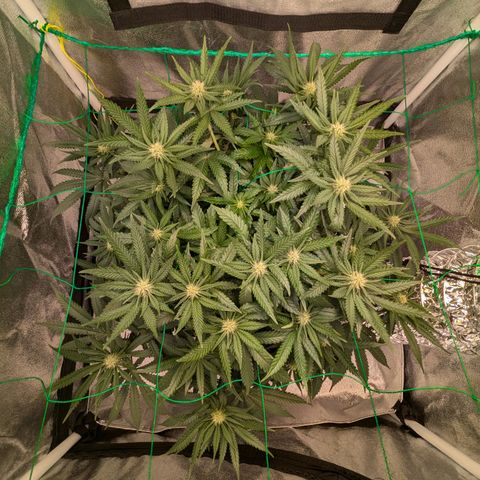 Lemon shining silver haze growlog timeline photo