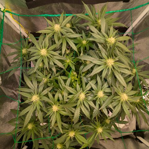 Lemon shining silver haze growlog timeline photo