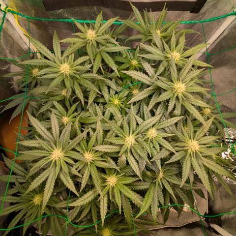 Lemon shining silver haze growlog timeline photo