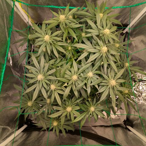 Lemon shining silver haze growlog timeline photo