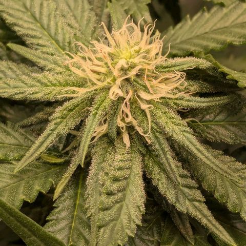 Lemon shining silver haze growlog timeline photo
