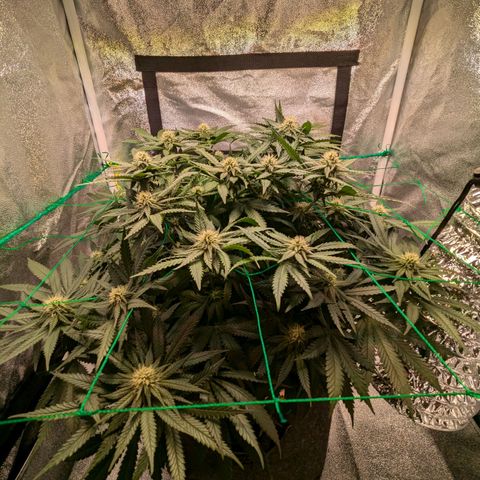 Lemon shining silver haze growlog timeline photo