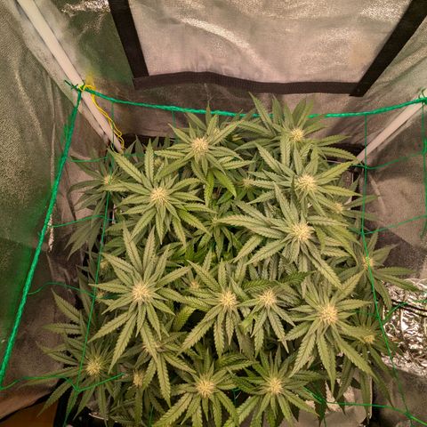 Lemon shining silver haze growlog timeline photo
