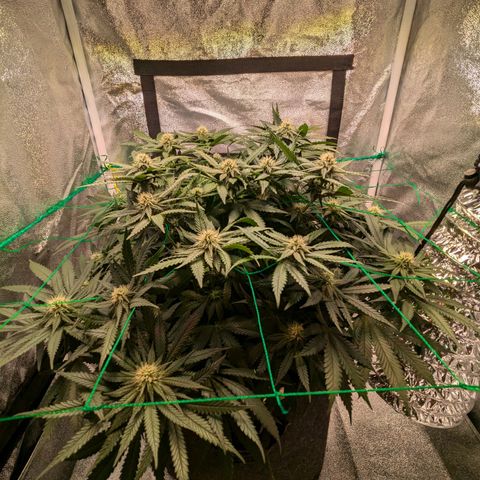 Lemon shining silver haze growlog timeline photo