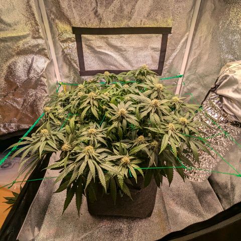 Lemon shining silver haze growlog timeline photo