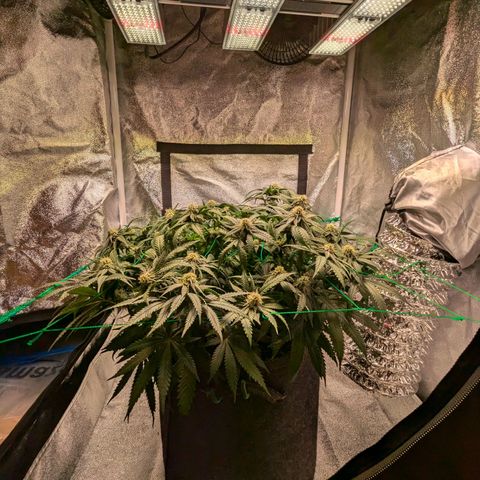 Lemon shining silver haze growlog timeline photo