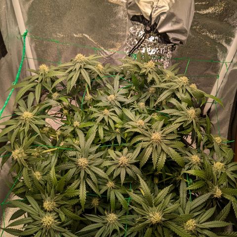 Lemon shining silver haze growlog timeline photo