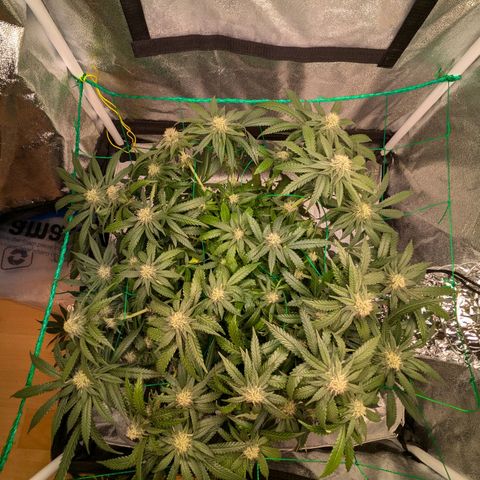 Lemon shining silver haze growlog timeline photo