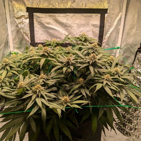 Lemon shining silver haze growlog timeline photo