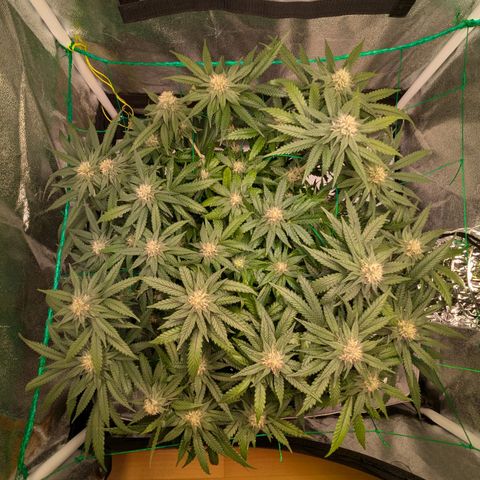 Lemon shining silver haze growlog timeline photo