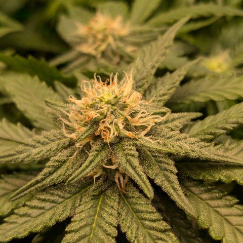 Lemon shining silver haze growlog timeline photo