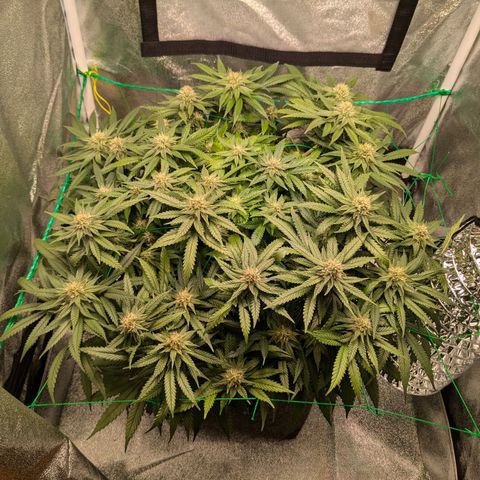 Lemon shining silver haze growlog timeline photo