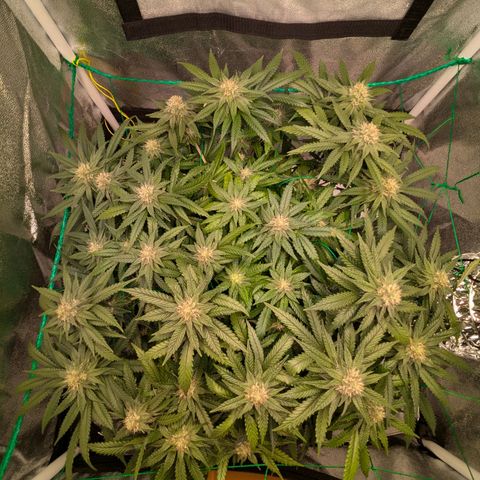 Lemon shining silver haze growlog timeline photo