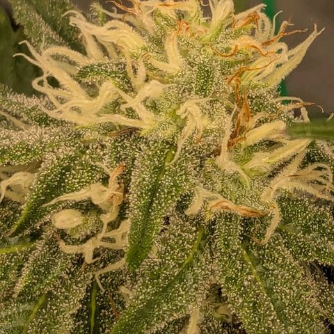 Lemon shining silver haze growlog timeline photo