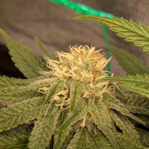 Lemon shining silver haze growlog timeline photo