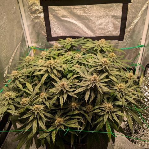 Lemon shining silver haze growlog timeline photo