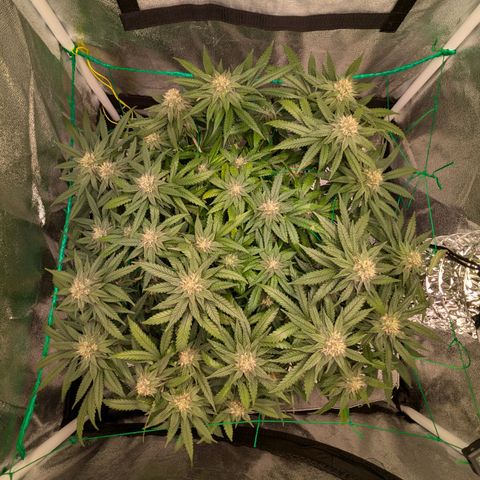 Lemon shining silver haze growlog timeline photo