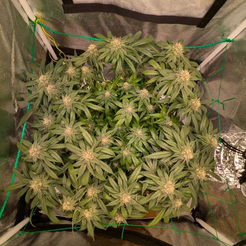 Lemon shining silver haze growlog timeline photo