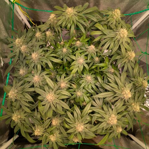 Lemon shining silver haze growlog timeline photo
