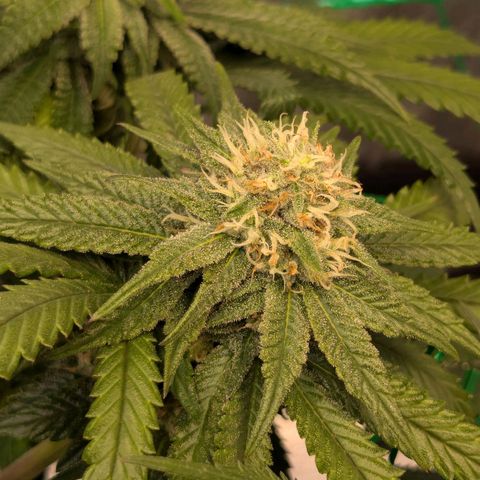 Lemon shining silver haze growlog photo: Leichter Stickstoffmangel erkennbar