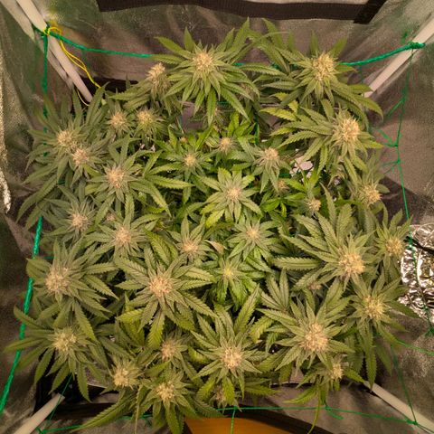 Lemon shining silver haze growlog photo: Leichter Stickstoffmangel erkennbar