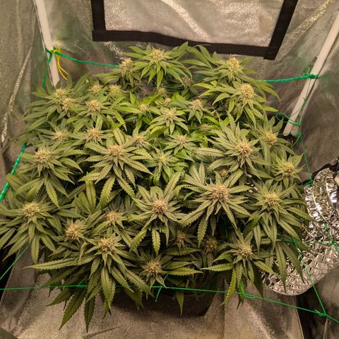 Lemon shining silver haze growlog photo: Leichter Stickstoffmangel erkennbar