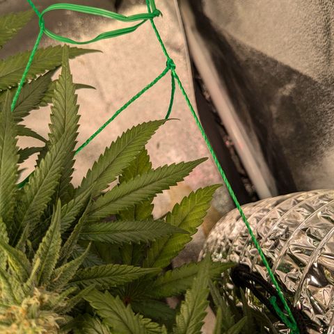 Lemon shining silver haze growlog photo: Leichter Stickstoffmangel erkennbar