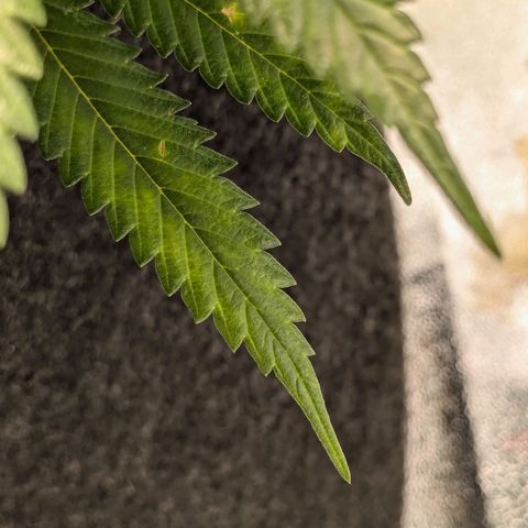 Lemon shining silver haze growlog photo: Leichter Stickstoffmangel erkennbar