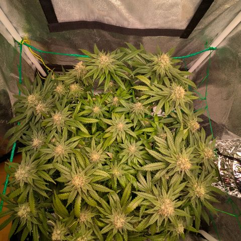 Lemon shining silver haze growlog timeline photo