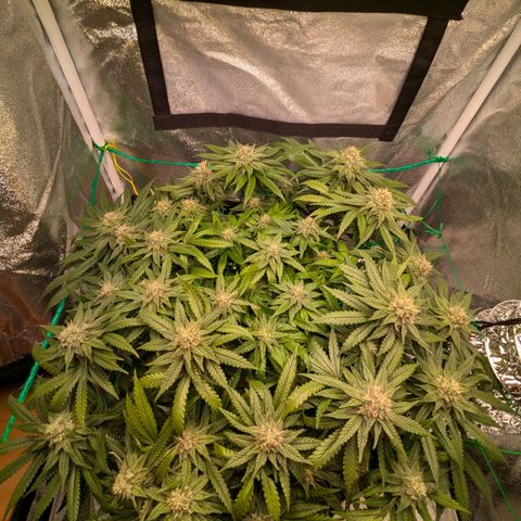 Lemon shining silver haze growlog timeline photo