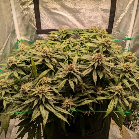 Lemon shining silver haze growlog timeline photo