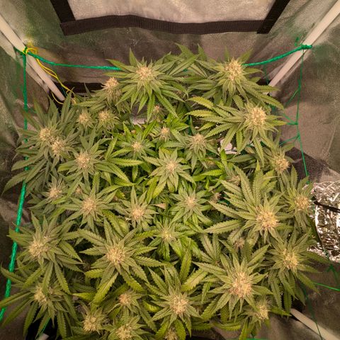 Lemon shining silver haze growlog timeline photo