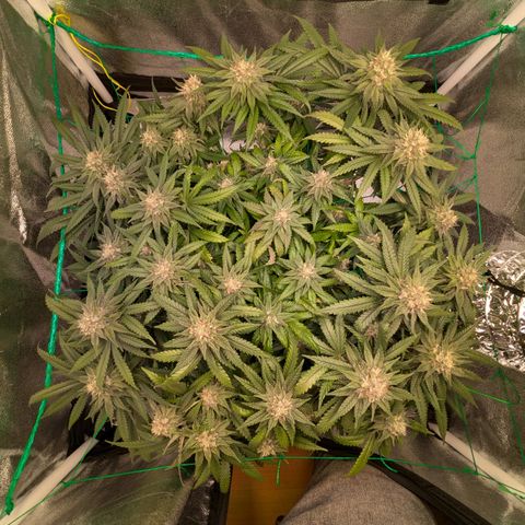 Lemon shining silver haze growlog timeline photo