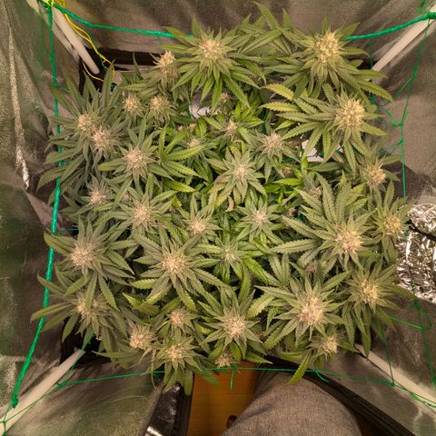 Lemon shining silver haze growlog timeline photo