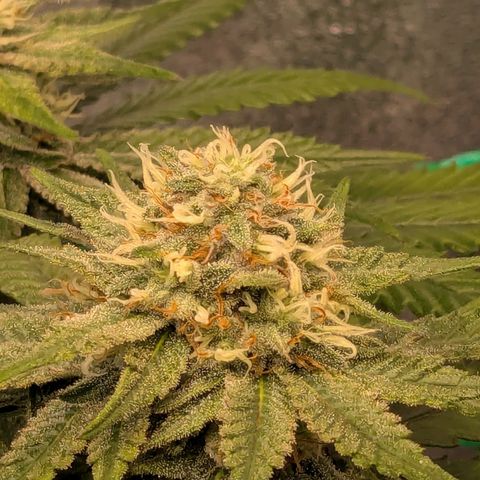Lemon shining silver haze growlog timeline photo