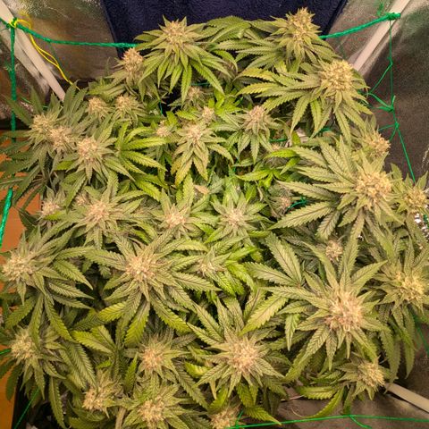 Lemon shining silver haze growlog timeline photo