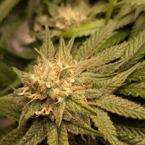 Lemon shining silver haze growlog timeline photo