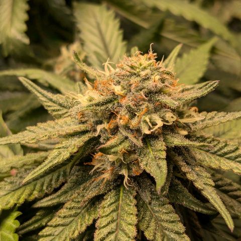 Lemon shining silver haze growlog timeline photo