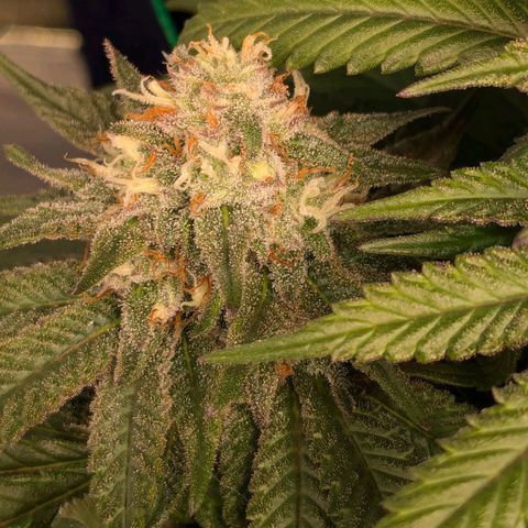 Lemon shining silver haze growlog timeline photo