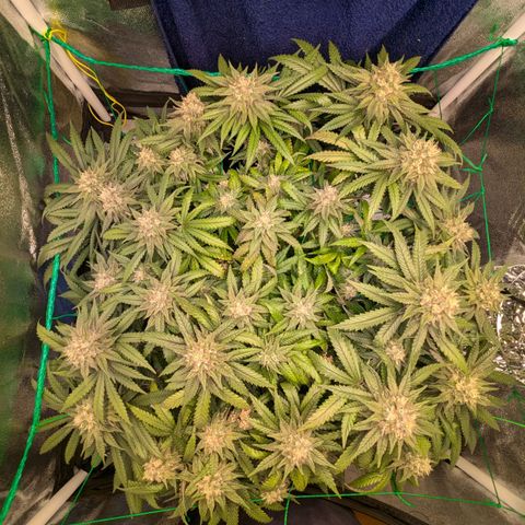 Lemon shining silver haze growlog timeline photo