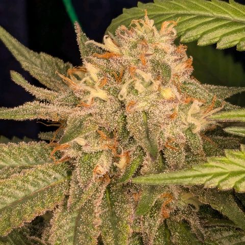 Lemon shining silver haze growlog timeline photo