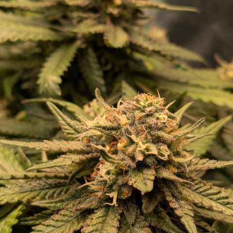 Lemon shining silver haze growlog timeline photo