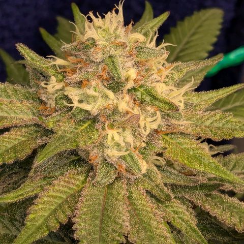 Lemon shining silver haze growlog timeline photo