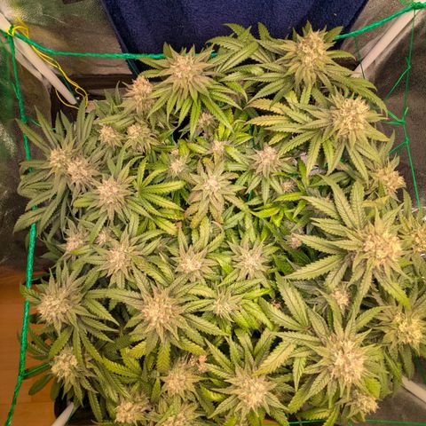 Lemon shining silver haze growlog timeline photo