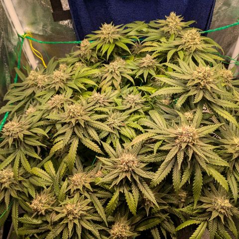 Lemon shining silver haze growlog timeline photo
